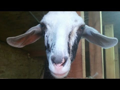 Видео: Как правильно купить козу, сколько надо сена.