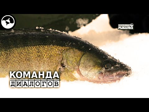 Видео: Судак на вибы. Зимняя подледная рыбалка. Как и где ловить? Рыбинское водохранилище. Новые Диалоги ©