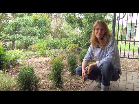 Видео: Живая изгородь из тиса (ч.1).
