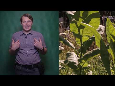 Видео: Выращивание табака. Как определить зрелость листа. Часть 5