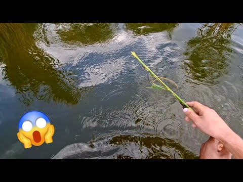 Видео: УЛОВИСТАЯ СНАСТЬ НА АМУРА + НАЖИВКА КОТОРУЮ НЕ ПРОЙДЁТ МИМО!!! 
