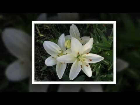 Видео: Красивые цветы: лилии и лилейники (видео)