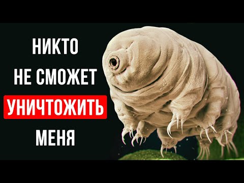 Видео: Знакомство с бессмертными существами на Земле: Тардиград!