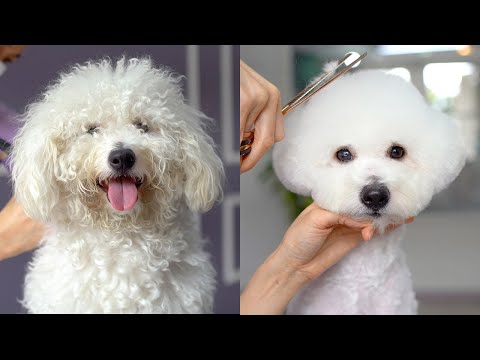 Видео: Стрижка спутанного пуделя🐶❤️Полное бритье!!