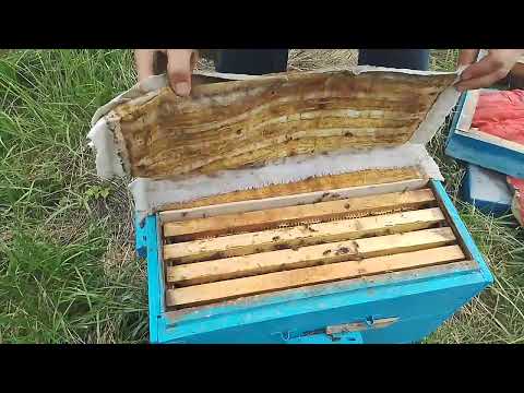 Видео: Нуклеус на 300 Дадан