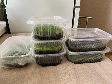 Видео: №46. Видеоответ на вопрос зрителя. Посев спор папоротников.