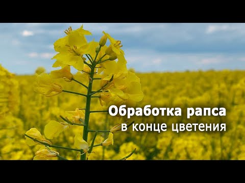 Видео: Обработка рапса в конце цветения || 12.05.2023