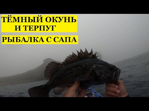 Видео: тёмный окунь, терпуг и деликатес. рыбалка с сапа удалась на славу.