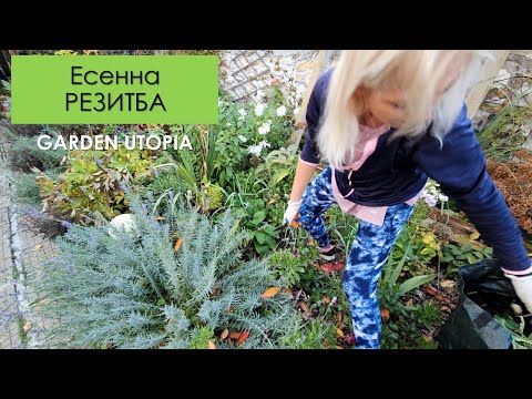 Видео: ЕСЕННА РЕЗИТБА: #Ден 66 от 90 ДНИ НА СЕЛО