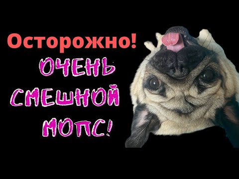 Видео: ПРИКОЛЫ 😅 Мопс 😍 ПРИКОЛЫ с животными 😂 РЖАКА до слёз 2022 🤣 Весёлый мопс🤩🥸