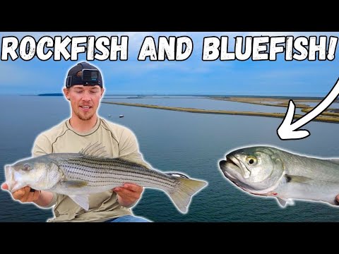 Видео: Живая наживка для ловли окуня и голубого окуня в Чесапикском заливе! Риф спас положение!