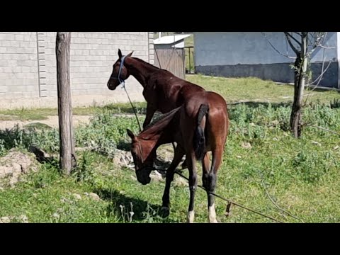 Видео: англичан күлүк чалыш ТАЙЛАР КЕЛДИ 💥БАЙБОЛСУН УРБАЙБЫЗ ДЕЙТ 👍3 июня 2022 г.