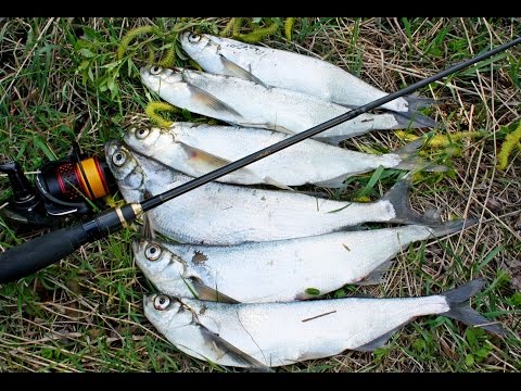 Видео: Ловля Крупной Чехони на Микроколебалки!!! Рыбалка на Десне. Ультралайт.