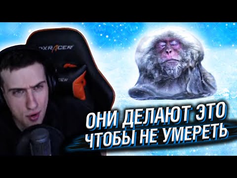 Видео: Hellyeahplay смотрит: Обезьяны Делают Это, Чтобы Не Умереть