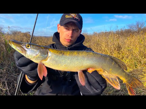 Видео: Ловимо щуку, судака і дику козу. Річка Південний Буг радує заліковою рибою!