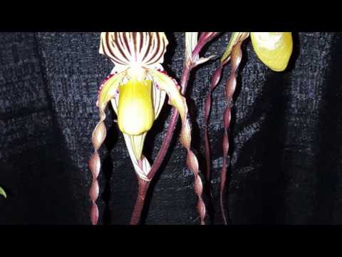 Видео: Мои Венерины башмачки весной. Paphiopedilum. Уход, свет для орхидей, полив и удобрение. Цветение.