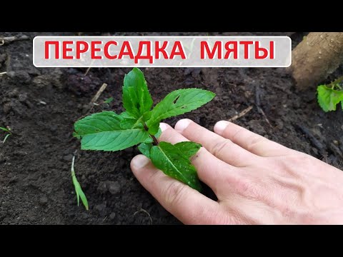Видео: Будет много мяты! Как пересадить и размножить мяту