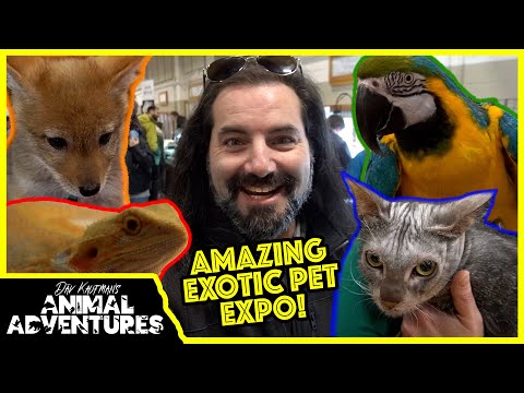 Видео: Посещение САМОЙ КРУТОЙ ВЫСТАВКИ ЭКЗОТИЧЕСКИХ ЖИВОТНЫХ! Попугаи, рептилии и оборотни?!