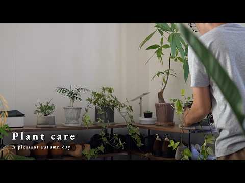 Видео: Уход за комнатными растениями осенью / Мои любимые горшки
