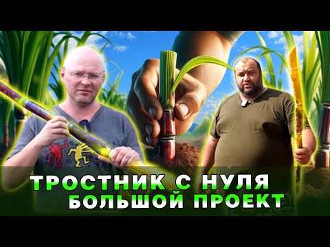 Видео: Тростник с нуля. Большой проект канала Напитки Дома.