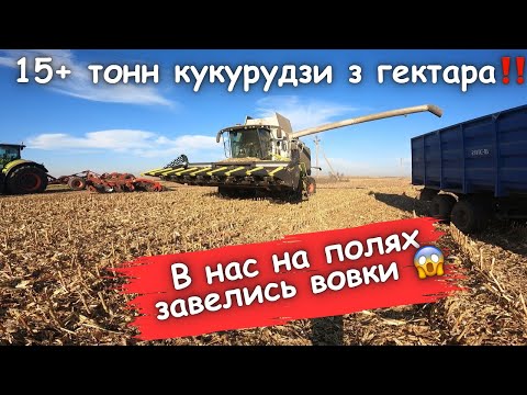 Видео: Рекордний врожай кукурудзи‼️ демо ділянка💪 В нас на полях завелись вовки 😱🐺