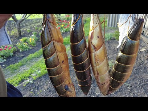 Видео: Как мы закоптили рыбу дома-простой способ , вкусный результат 🐟В селе у СВЕКРУНЬКИ🙋‍♀️🏡🌞🏡