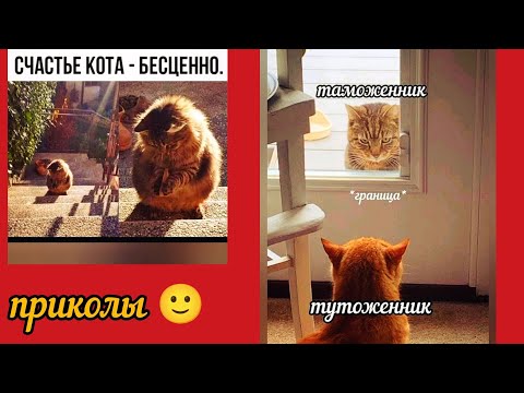 Видео: счастье котиков бесценно приколы и смешные картинки 