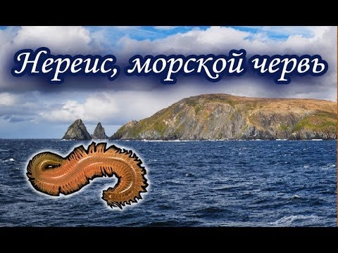 Видео: Нереис, морской червь. Русская Рыбалка.