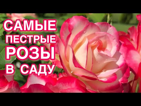 Видео: САМЫЕ ЯРКИЕ РОЗЫ ДЛЯ САДА. ОБЗОР 6 СОРТОВ 🌹