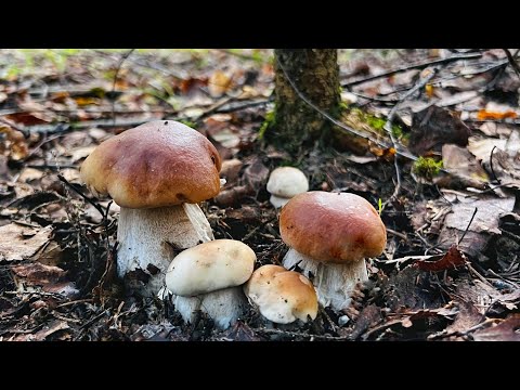 Видео: ГРИБНИК ЗАШЁЛ В ЛЕС А ТАМ…… КУЧА БЕЛЫХ ГРИБОВ СТОИТ ! КОРЗИНА БОРОВИКОВ ЗА ПОЛТОРА ЧАСА !