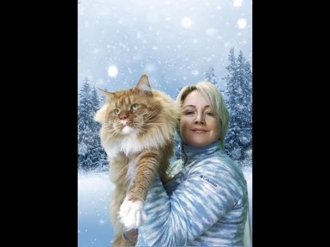 Видео: Памятка для покупателей. Мясной рацион котят мейн - кун из питомника "Волжский прайд" (Volga Pride).