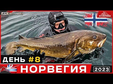 Видео: Трофейная треска на 17кг в Норвежском море.Подводная охота в Норвегии 8 день