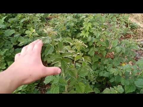 Видео: МАЛИНА РЕМОНТАНТНАЯ, срезали под ноль, на том месте уже лет 7-10 растёт, ЧТО С НЕЙ НЕ ТАК?