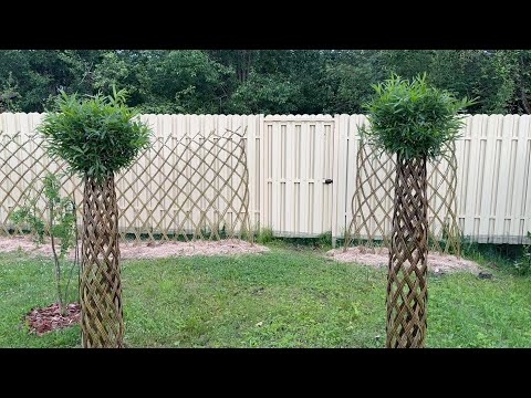 Видео: Сад Ивушка 7 июля 2025