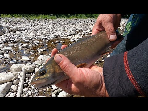 Видео: РЫБАЛКА на ХАРИУСА!!! Открытие сезона 2021!!! Часть 2. ЛЕНОК АТАКУЕТ!!!