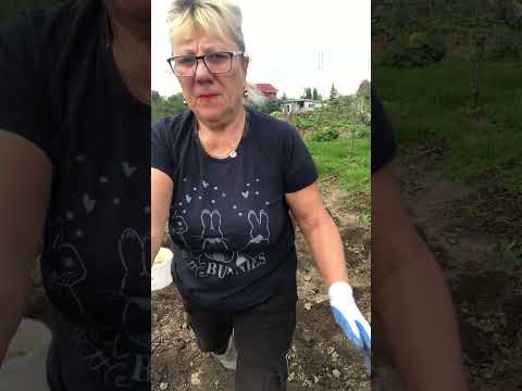 Видео: Поехали копать картошку вместе снами😍!