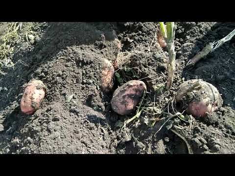 Видео: Копалка Угре не нужна. Есть способ проще.