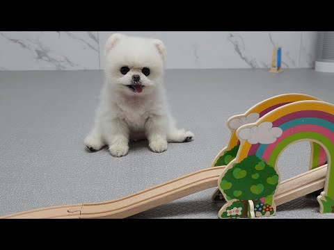 Видео: У моего щенка странный нос