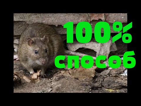 Видео: БОРЬБА С КРЫСАМИ И МЫШАМИ,что выбрать и как быть.эффективные способы борьбы с грызунами,вредителями