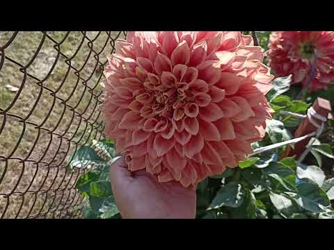 Видео: Георгин Хаммер . Dahlia Hummer .