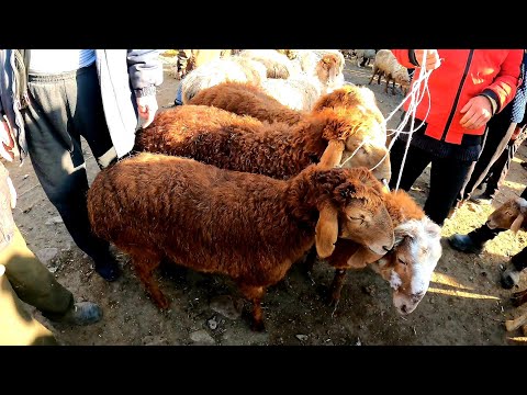 Видео: СКОТНЫЙ РЫНОК ШУ МАЛ БАЗАРЫ 23.04.2023 ҚОЙ-ЕШКІ БАҒАЛАРЫ