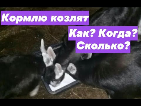 Видео: ПОЯВИЛИСЬ КОЗЛЯТА. КОРМЛЮ: ЧЕМ? СКОЛЬКО? КОГДА?