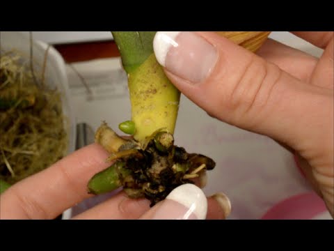 Видео: ПРОТРИТЕ ЭТИМ ЛИСТЬЯ ОРХИДЕИ! ПЕРЕКИСЬ СПАСЕТ ОРХИДЕЮ! ОРХИДЕЯ БЕЗ КОРНЕЙ ПРОСНУЛАСЬ! КАК УКОРЕНЕНИЕ