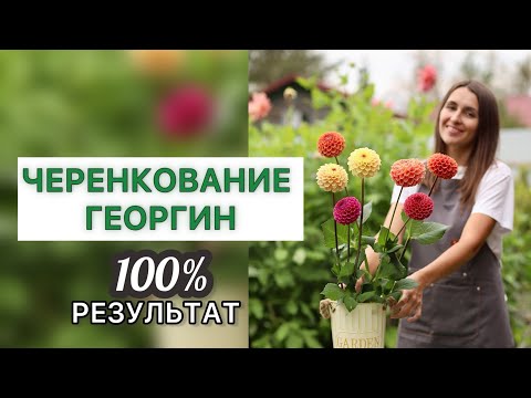 Видео: САМЫЙ ПРОСТОЙ И 100% СПОСОБ ЧЕРЕНКОВАНИЯ ГЕОРГИН #милыйсад