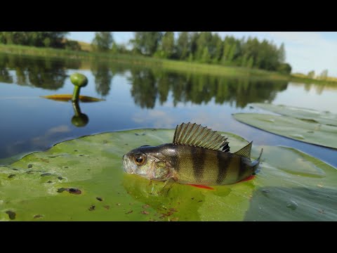 Видео: Июнь Июль - на рыбалку плюнь! HAIBO ARISE UT c телескопом и одночастник с Loongze