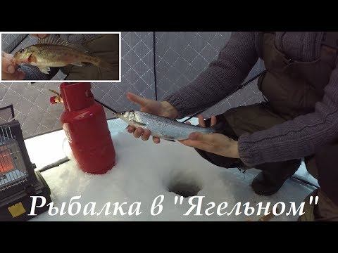 Видео: НАЛОВИЛИ СИГОВ И КОРЮШКИ / CAUGHT WHITEFISH AND SMELT