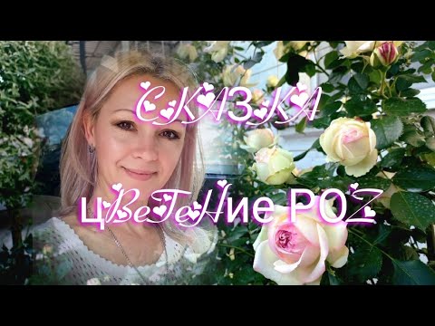 Видео: Vlog-160 РОЗЫ цветут 30 мая. Сорта роз в "Розовой шкатулочке". Для самых терпеливых - СКАЗКА 💞