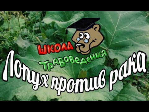 Видео: Лопух и его особая сила