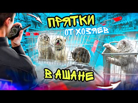 Видео: ПРЯТКИ В АШАНЕ С КОТАМИ И СОБАКОЙ