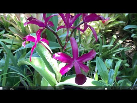 Видео: Орхидея Стангопея. Уход. Каттлеи. Stanhopea Tigrina. C. guttata albina. Nice Cattleya Hybrids 💥